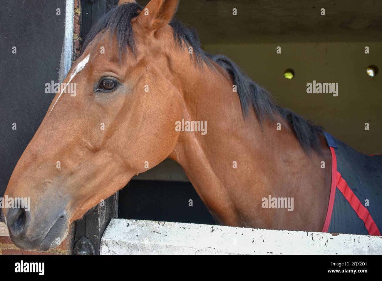 Lambourn Horse Racing stables open day Stock Photo Alamy