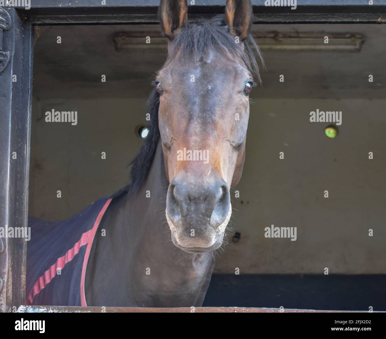 Lambourn Horse Racing stables open day Stock Photo - Alamy