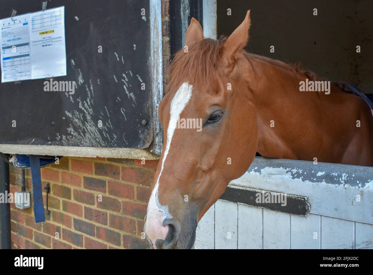 Lambourn Horse Racing stables open day Stock Photo Alamy