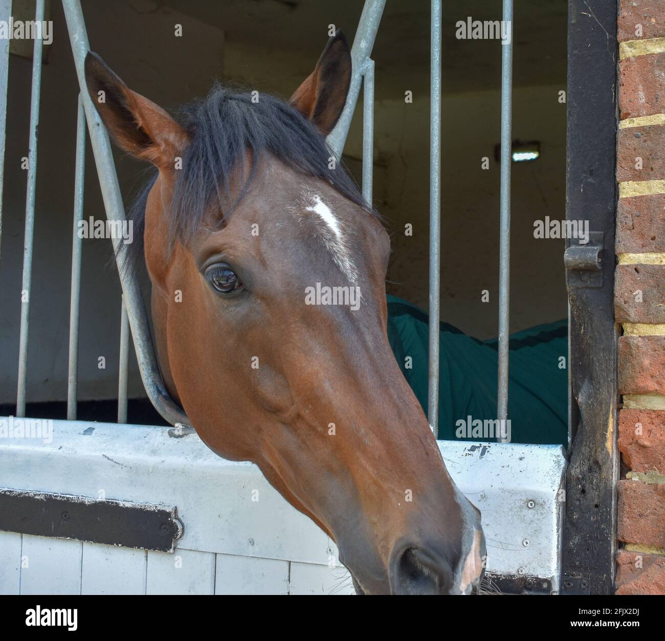 Lambourn Horse Racing stables open day Stock Photo Alamy