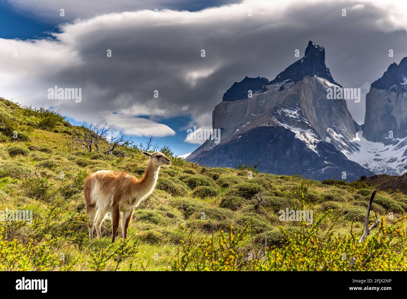 Lama in Torres del Paine National Park, in Chile, South America Stock Photo
