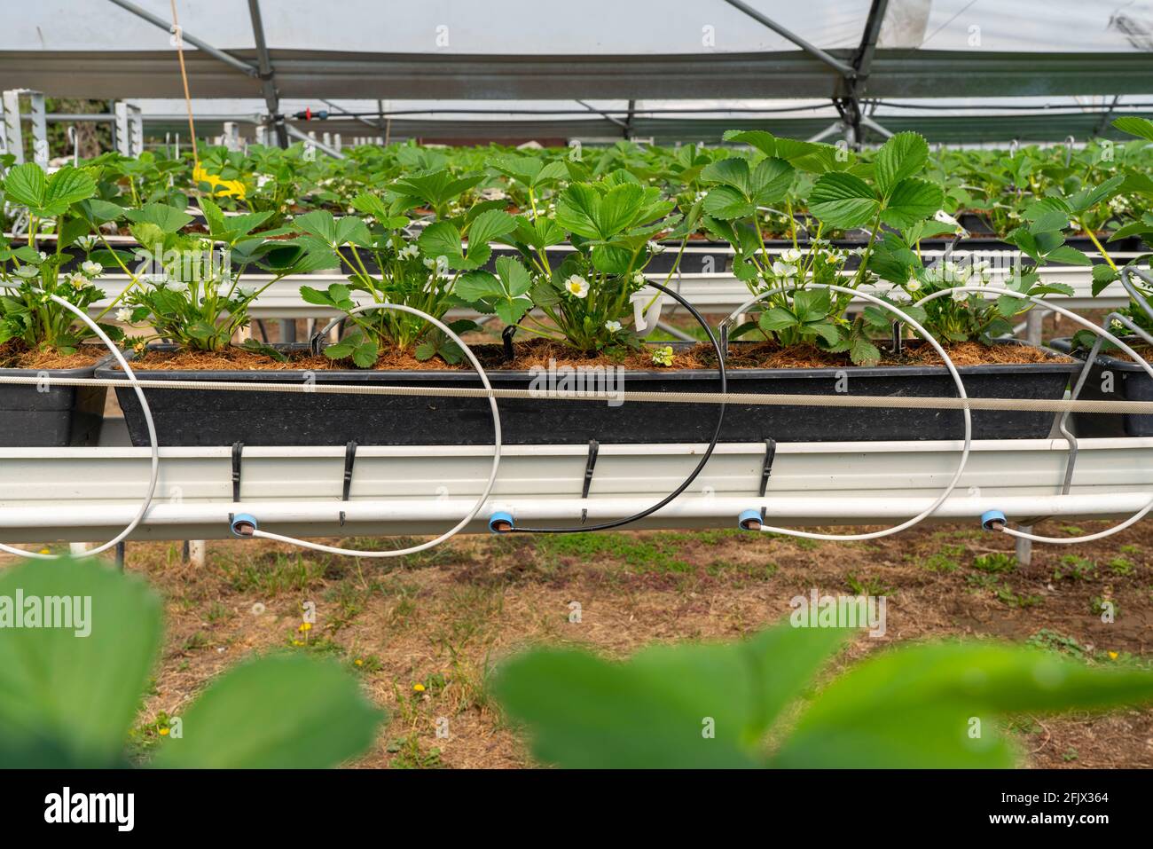 Strawberry cultivation in a greenhouse, young strawberry plants grow up, are individually