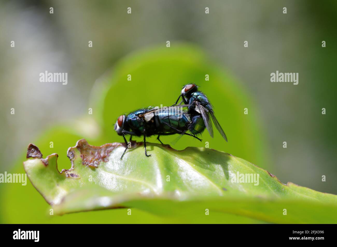 a pair of mating blue bottle flies(Calliphora vomitoria) on a green leaf Stock Photo