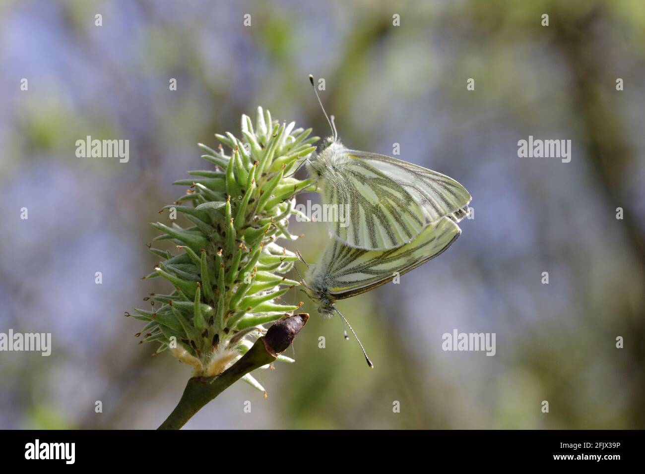 a mating pair of green-veined white (Pieris napi) butterflies taken 23/04/2021 Stock Photo