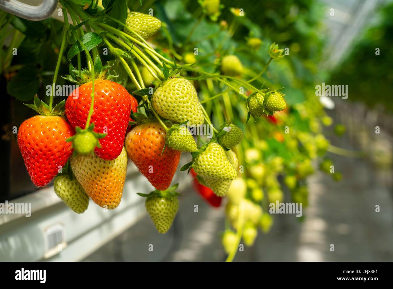 Strawberry cultivation in a greenhouse, strawberry plants with berries in different degrees of