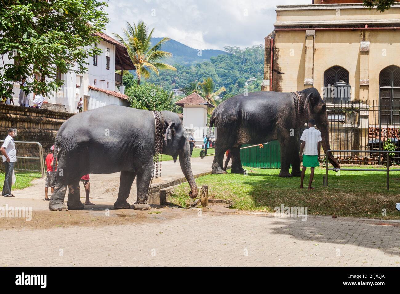 Elephant festival sri lanka hi-res stock photography and images - Alamy