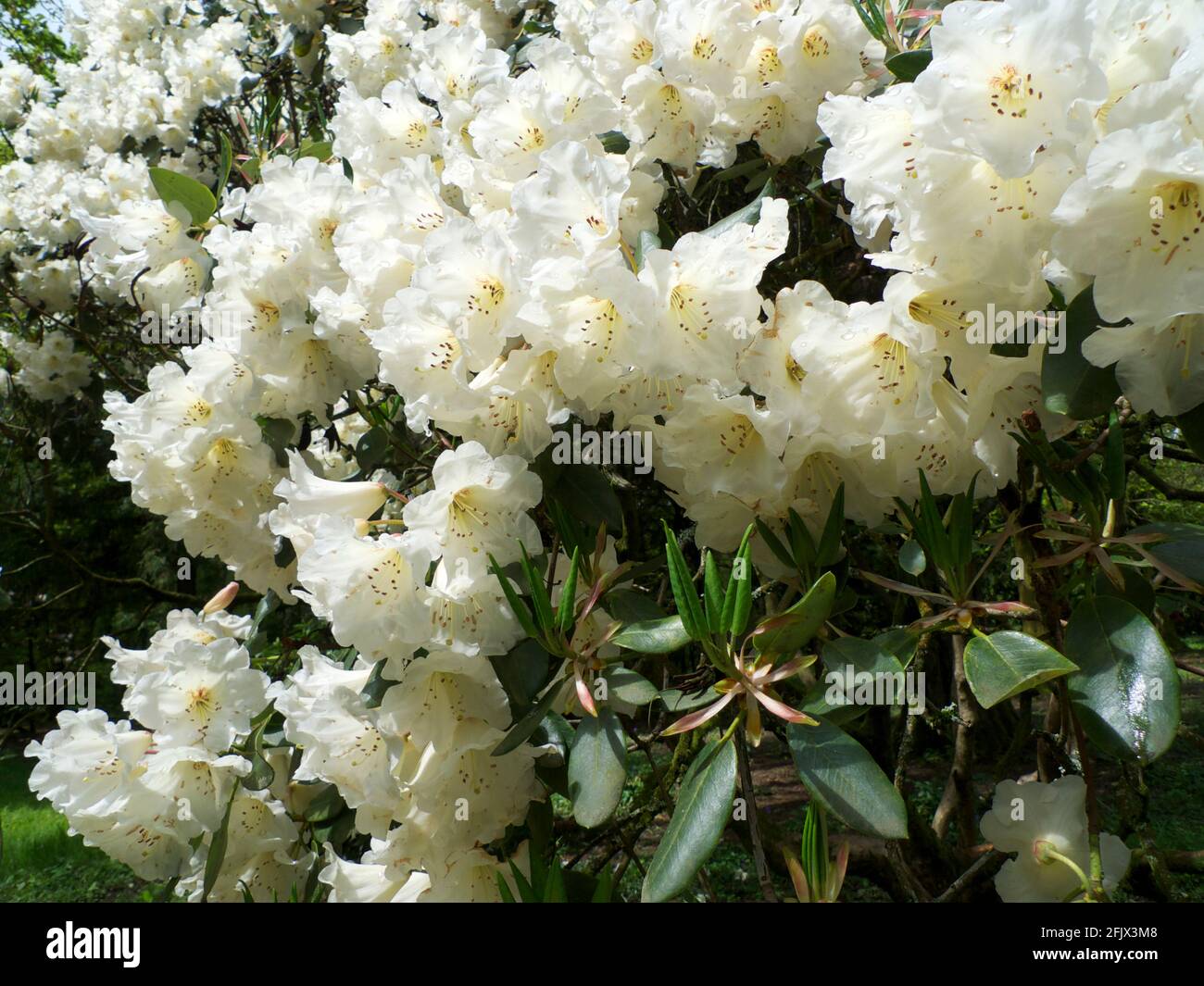 White rhododendron bush in bloom in spring at Cefn Onn Country Park in Cardiff South Wales UK  KATHY DEWITT Stock Photo