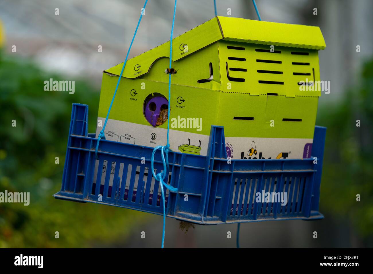 Bumblebees box, with a colony of bumblebees pollinating the plants, strawberry cultivation in a greenhouse, young strawberry plants grow up, in differ Stock Photo