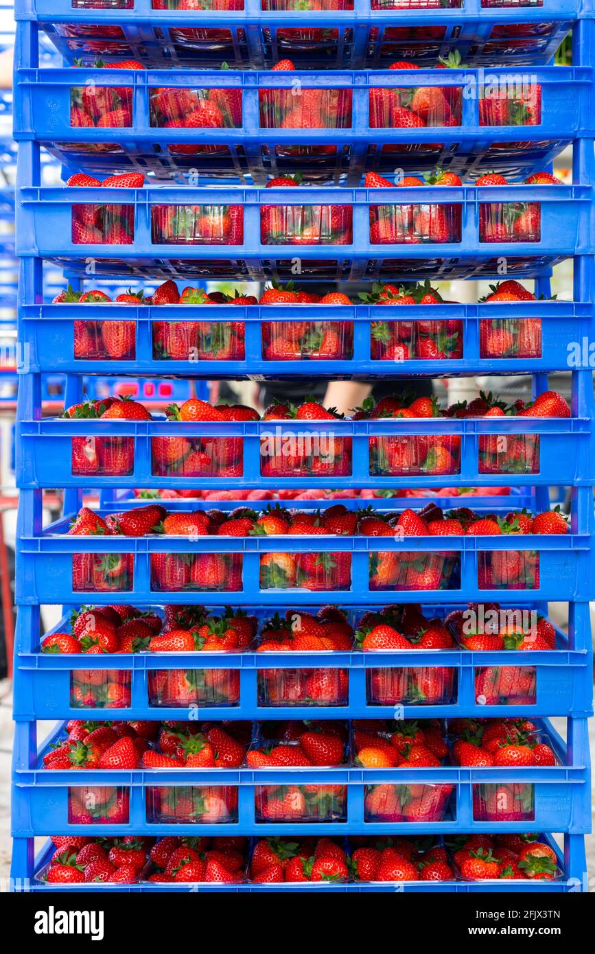 Frisch geerntete Erdbeeren, verpackt in Schachteln und Kästen für den Verbraucher,  Erdbeeranbau im Gewächshaus, junge Erdbeerpflanzen wachsen heran, Stock Photo
