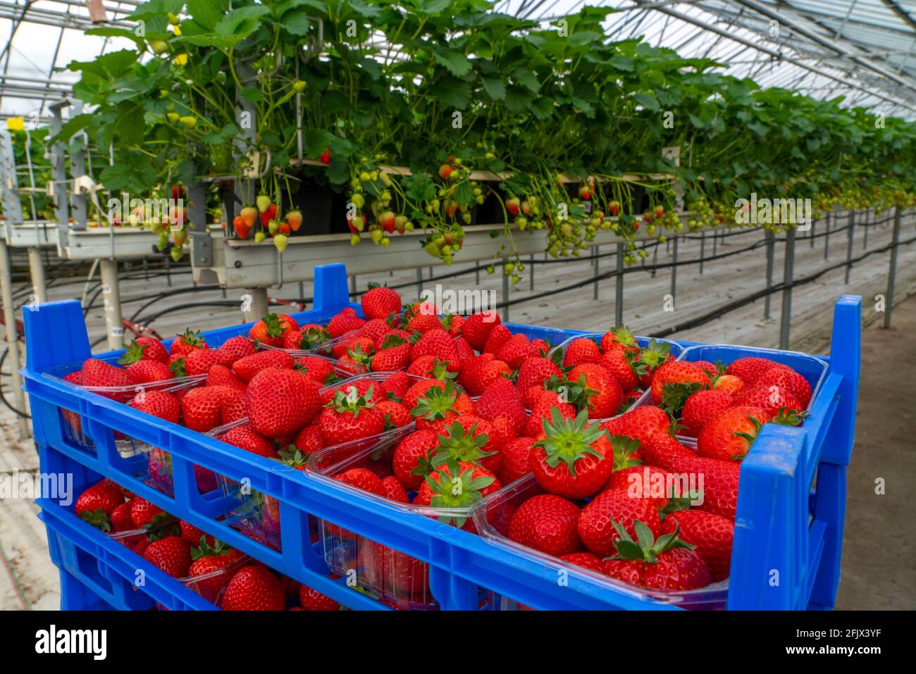 Strawberry Plants In A Greenhouse High Resolution Stock Photography and
