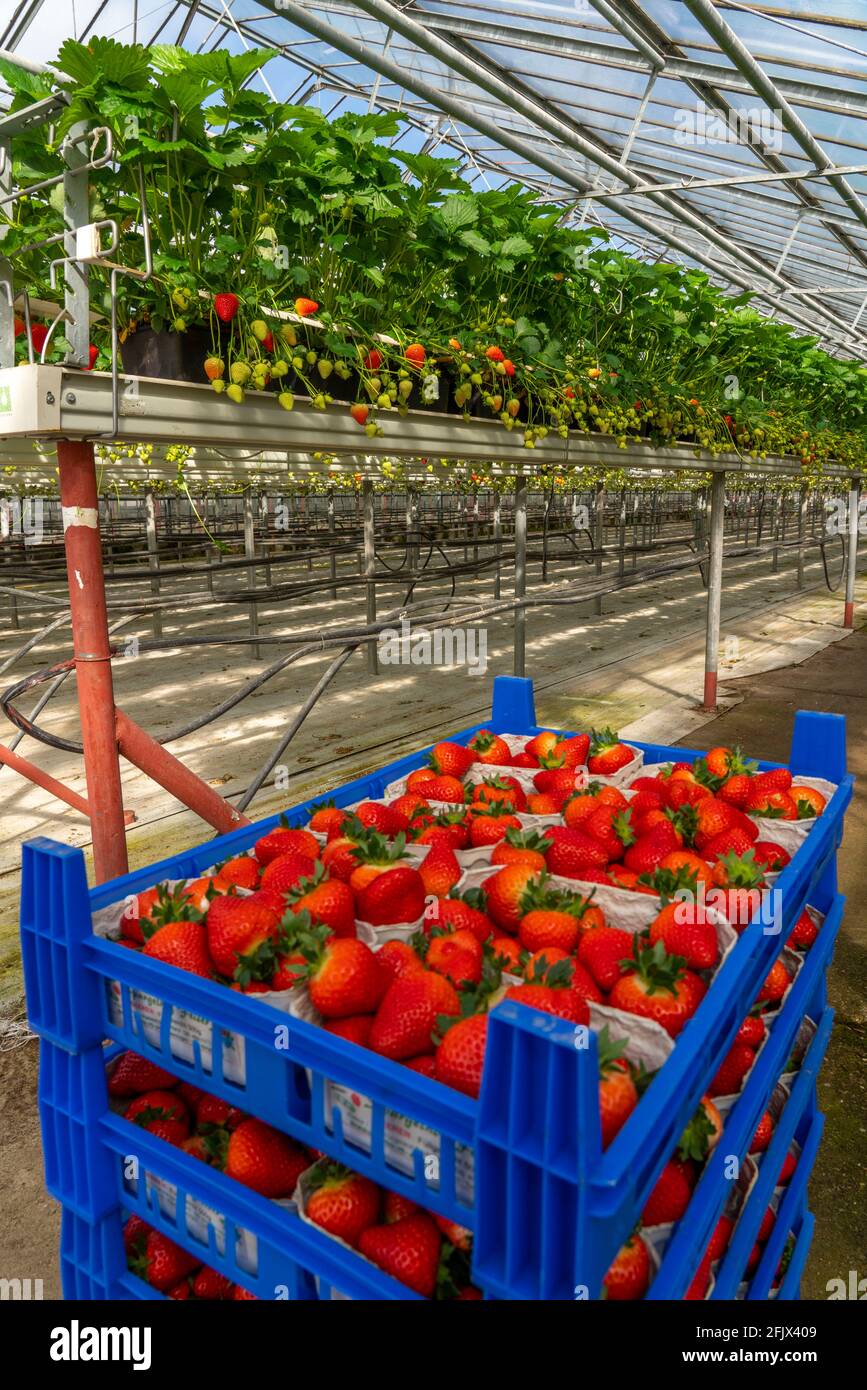 Boxes strawberries hires stock photography and images Alamy