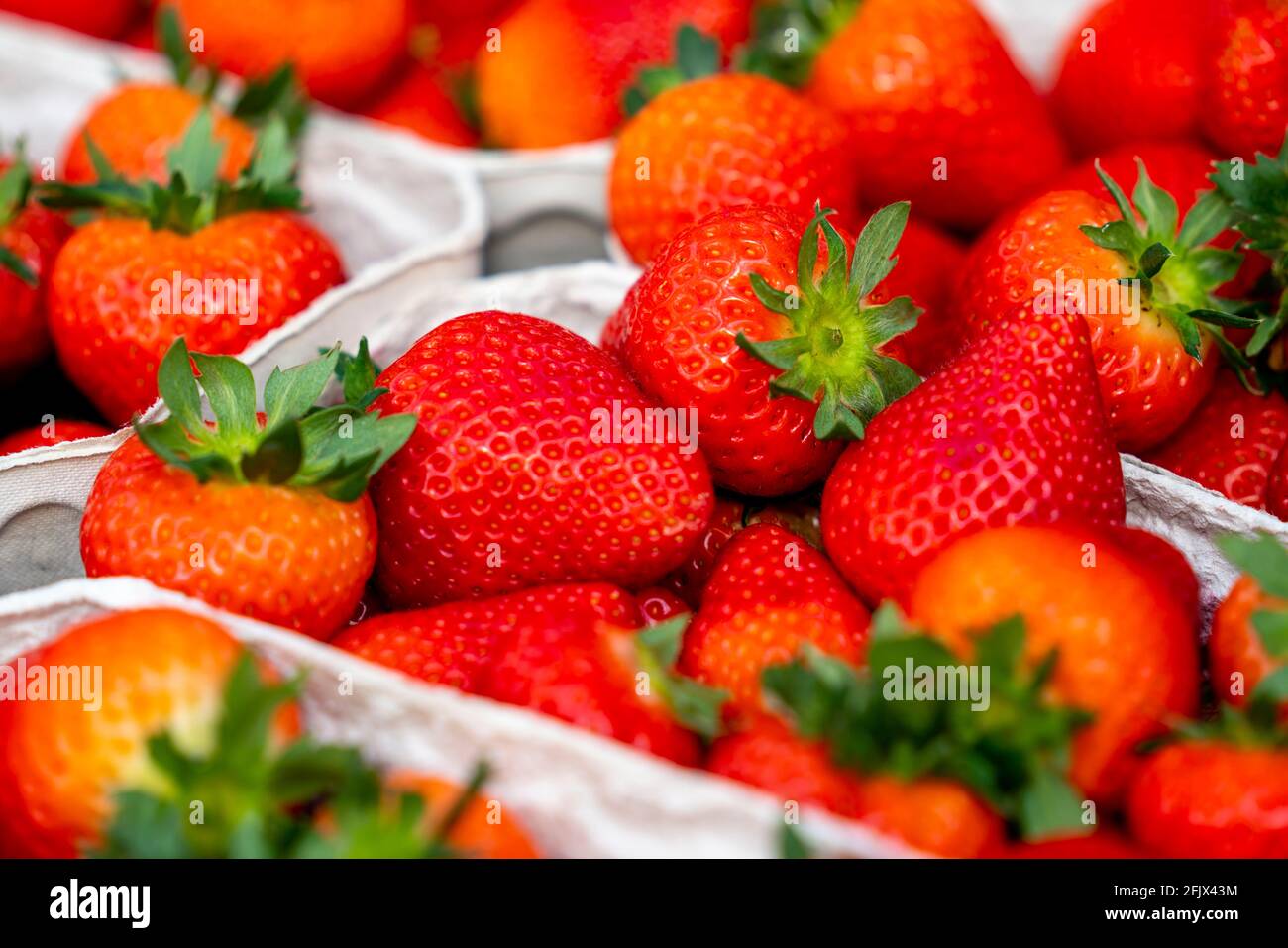 Freshly harvested strawberries, packed in boxes and crates for the