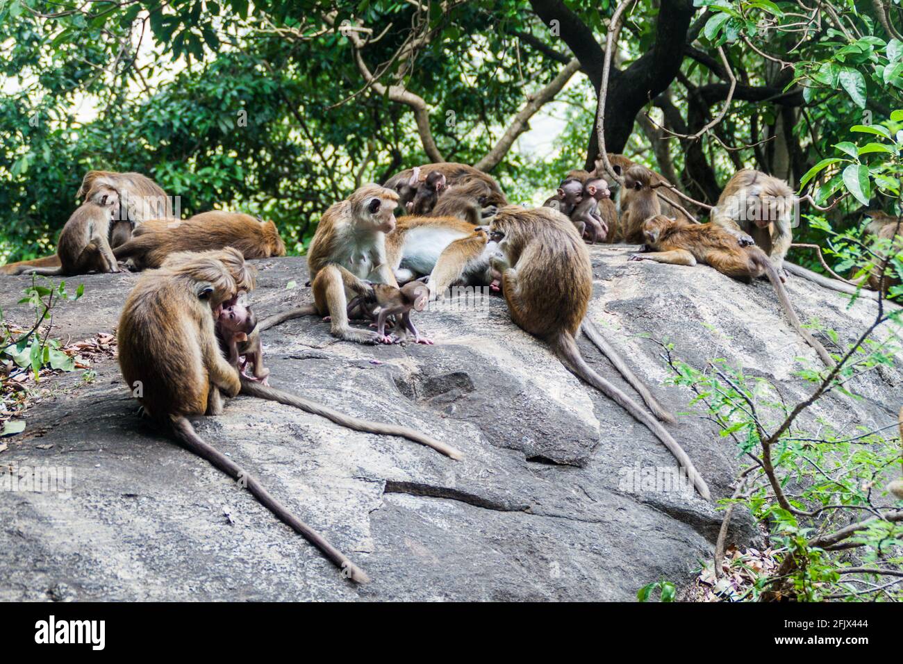 Macaques near Dambulla cave temple, Sri Lanka Stock Photo