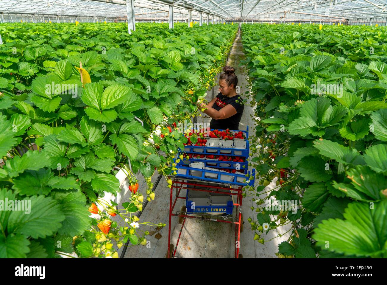 Harvesting strawberries, harvest helper, strawberry cultivation in a greenhouse, young strawberry plants grow up, in different degrees of ripeness are Stock Photo