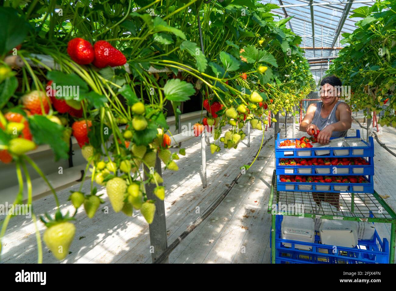 Strawberries greenhouse hi-res stock photography and images - Alamy