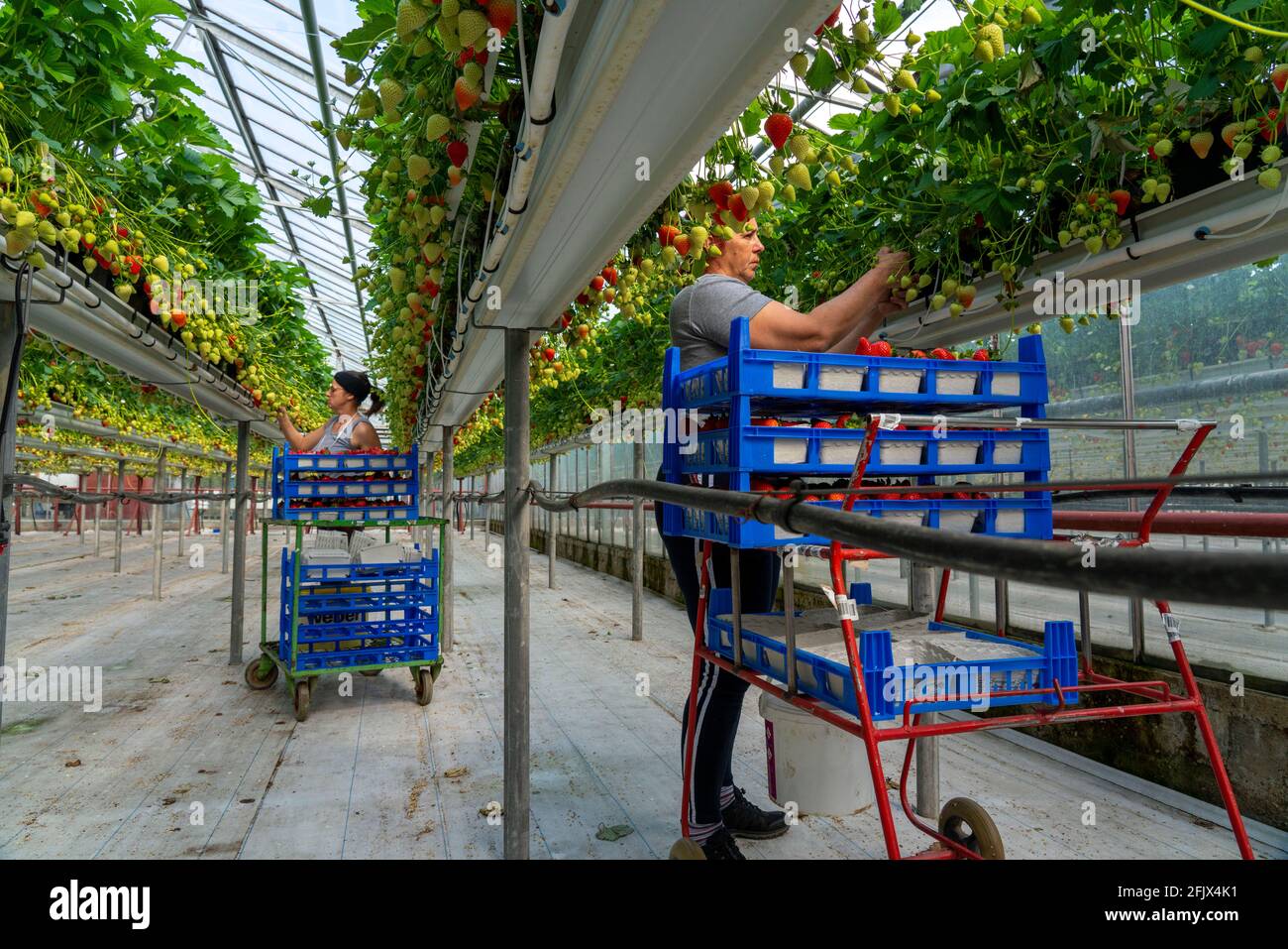 Harvesting strawberries, harvest helper, strawberry cultivation in a greenhouse, young strawberry plants grow up, in different degrees of ripeness are Stock Photo