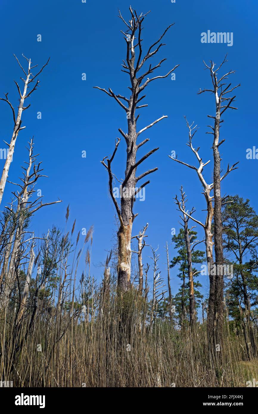 Southern pine beetle destruction in Chincoteague National Wildlife Refuge. The boring beetles dig into the trees, where they lay their eggs and tunnel Stock Photo