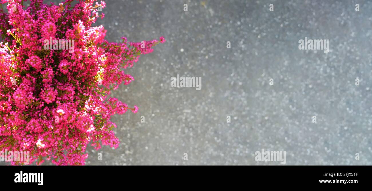 Pink erica gracilis flowers on concrete background with copy space Stock Photo