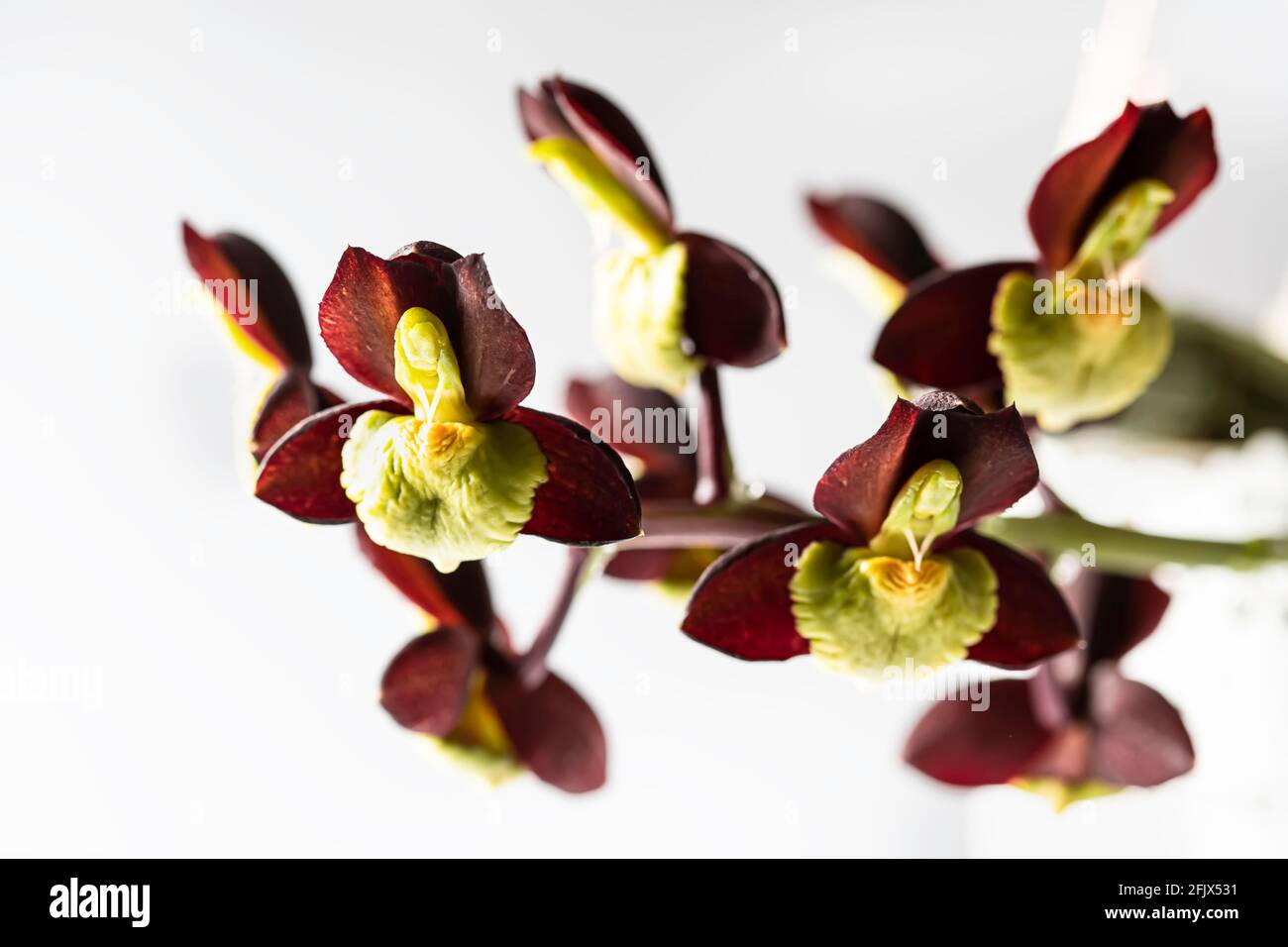 Orchid. Catasetum hybrid on white background. Catasetum tenebrosum. A photo of a stunning almost black orchid hybrid. Selective focus Stock Photo