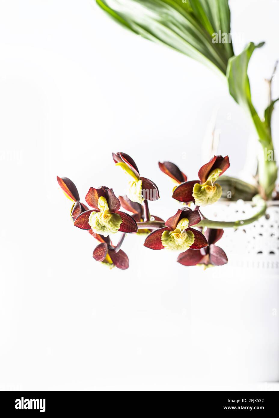 Orchid. Catasetum hybrid on white background. Catasetum tenebrosum. A photo of a stunning almost black orchid hybrid. Selective focus Stock Photo