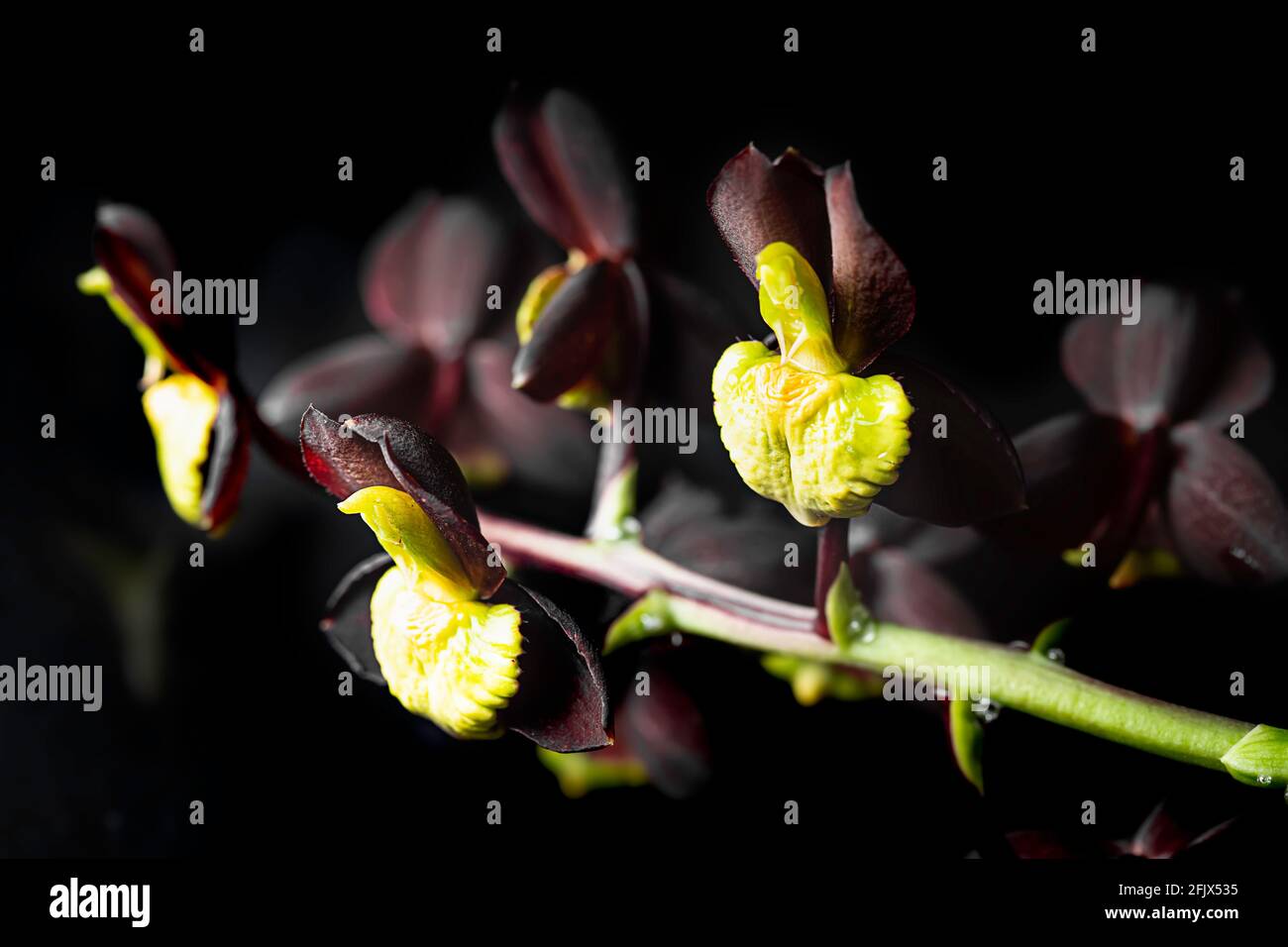 Orchid. Catasetum hybrid on black background. Catasetum tenebrosum. A photo of a stunning almost black orchid hybrid. Selective focus Stock Photo