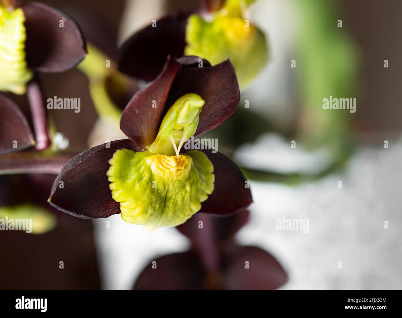 Catasetum hi-res stock photography and images - Alamy