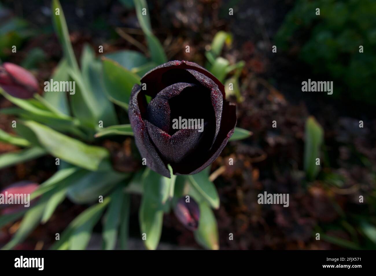 View of black tulip and foliage from above in springtime Stock Photo