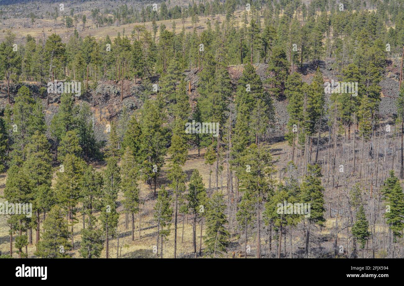 Beautiful view of the high altitude in Apache Sitgreaves National ...