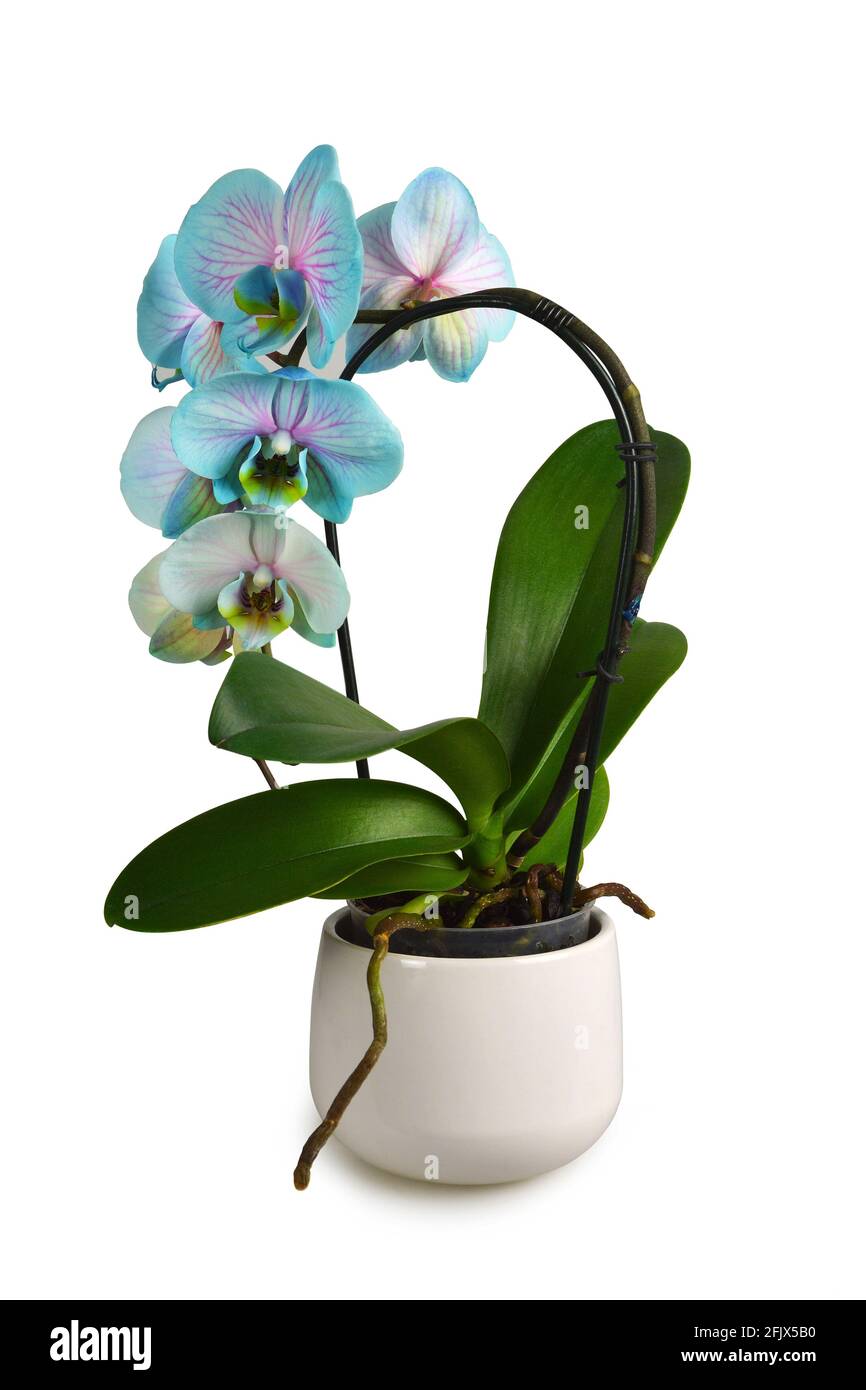 Orchid spike Cut Out Stock Images & Pictures Alamy