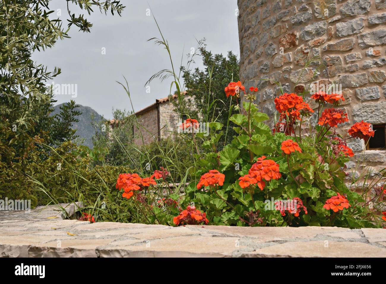 Red geranium flowers against a handcrafted stone wall in Poulithra, a ...