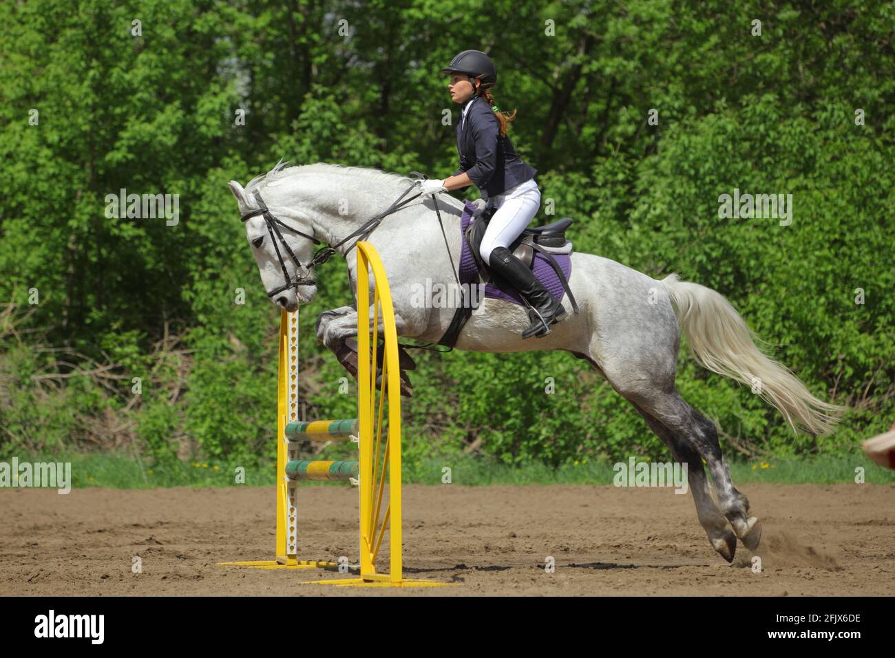 Dapple Grey Thoroughbred Jumping dapple-grey-thoroughbred-jumping