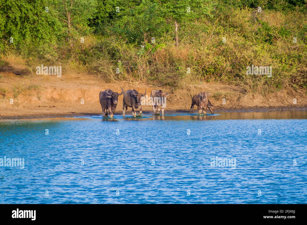 Buffaloes in Uda Walawe National Park, Sri Lanka Stock Photo