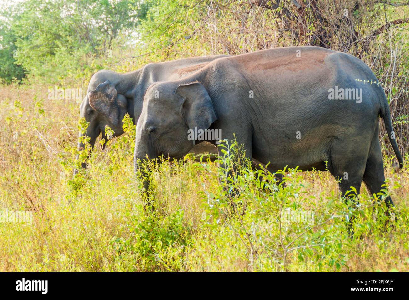 Sri Lankan elephants Elephas maximus maximus in Uda Walawe National Park, Sri Lanka Stock Photo