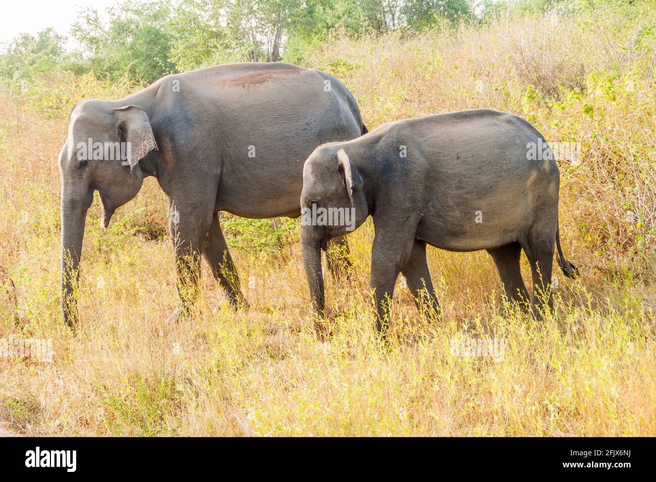 Group of Sri Lankan elephants Elephas maximus maximus in Uda Walawe National Park, Sri Lanka Stock Photo