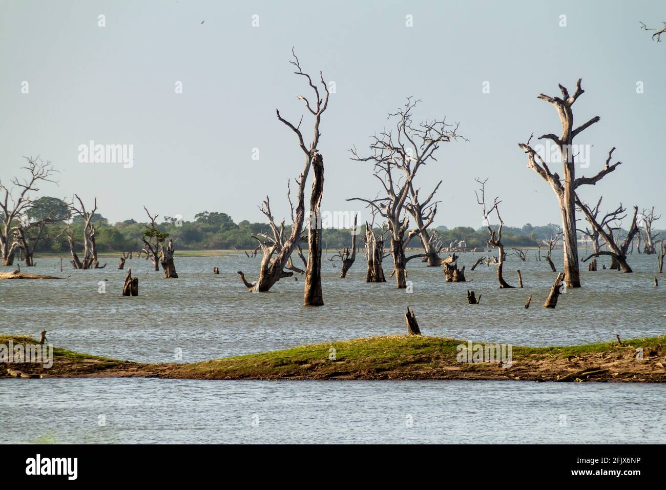 Dead trees in a water reservoir in Udawalawe National Park, Sri Lanka Stock Photo