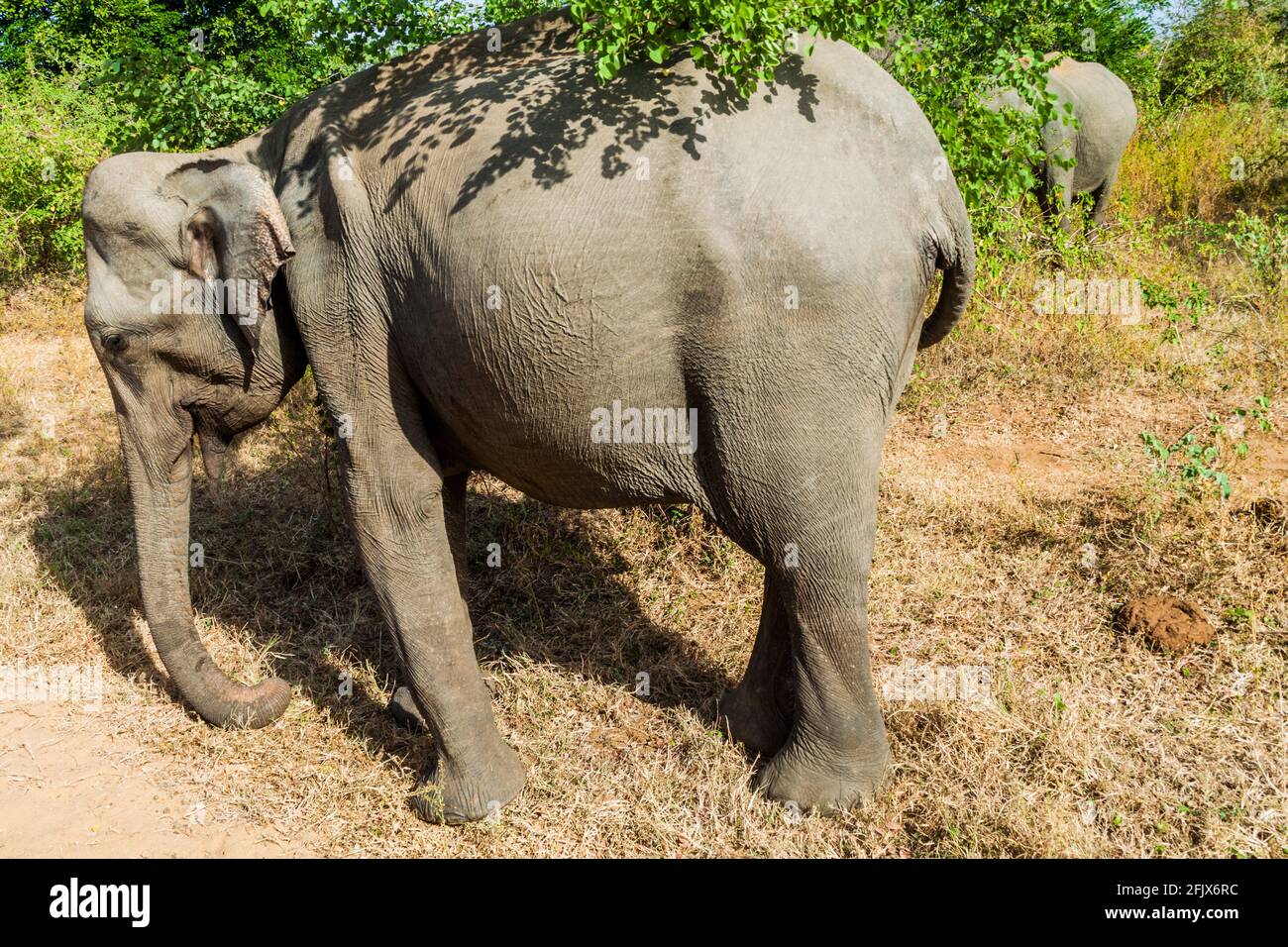 Sri Lankan elephants Elephas maximus maximus in Udawalawe National Park, Sri Lanka Stock Photo