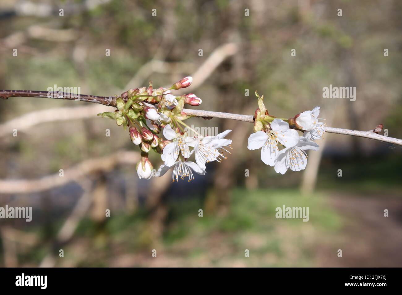 Fresh white blossoms growing on tree twigs. Wellness and countryside walks, white blooms and blossoms. Gentle nature, love nature. Stock Photo
