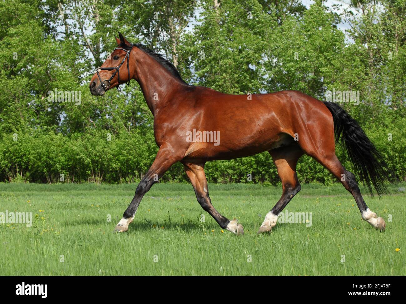 Race horse running in paddock on the green bushes background Stock Photo