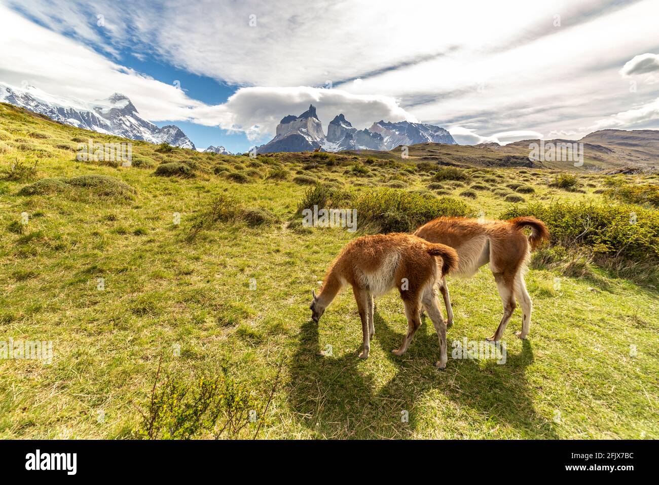 Lama in Torres del Paine National Park, in Chile, South America Stock Photo