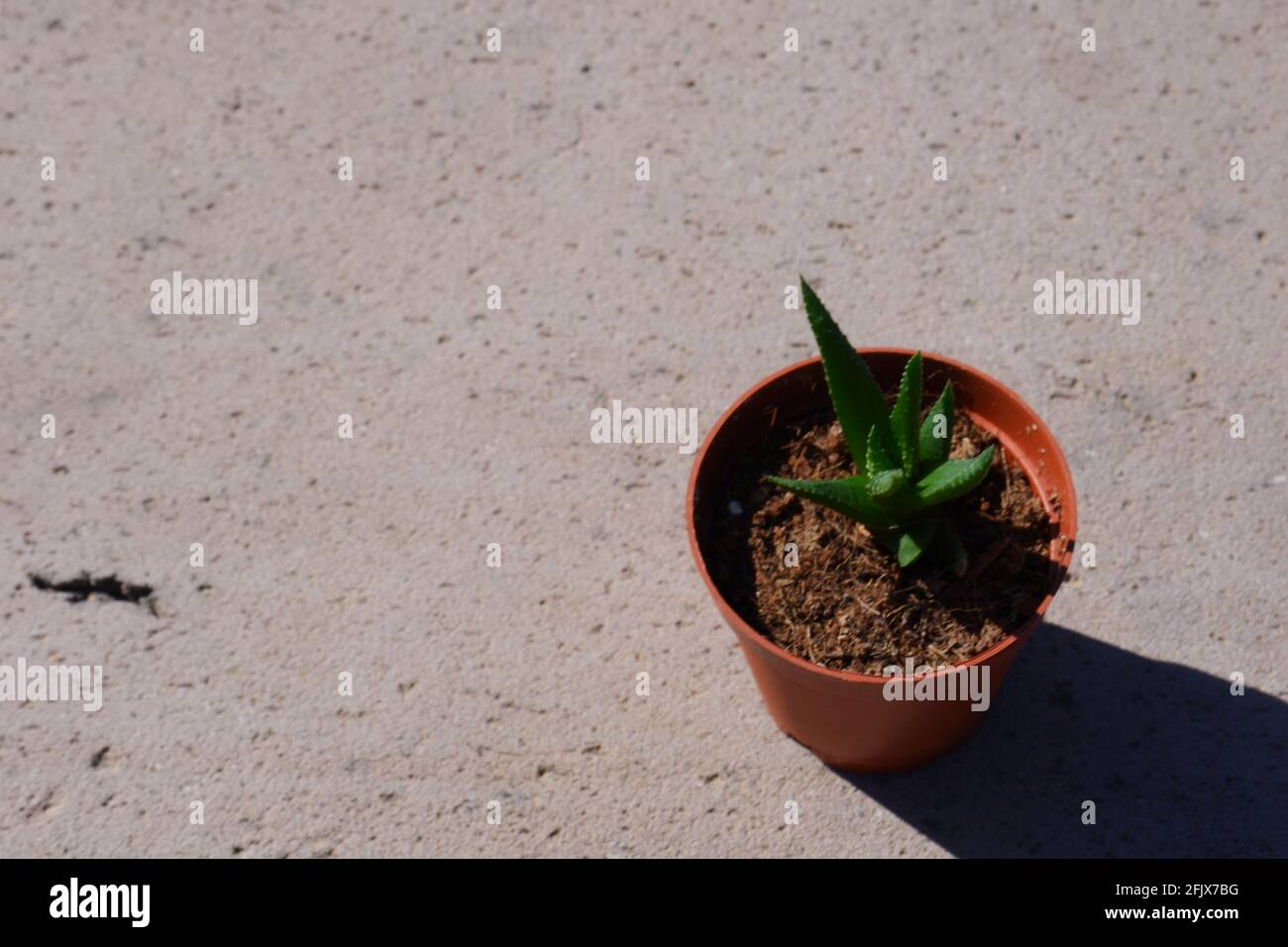 Haworthia fasciata on stone in pot outdoor with sunlight Stock Photo