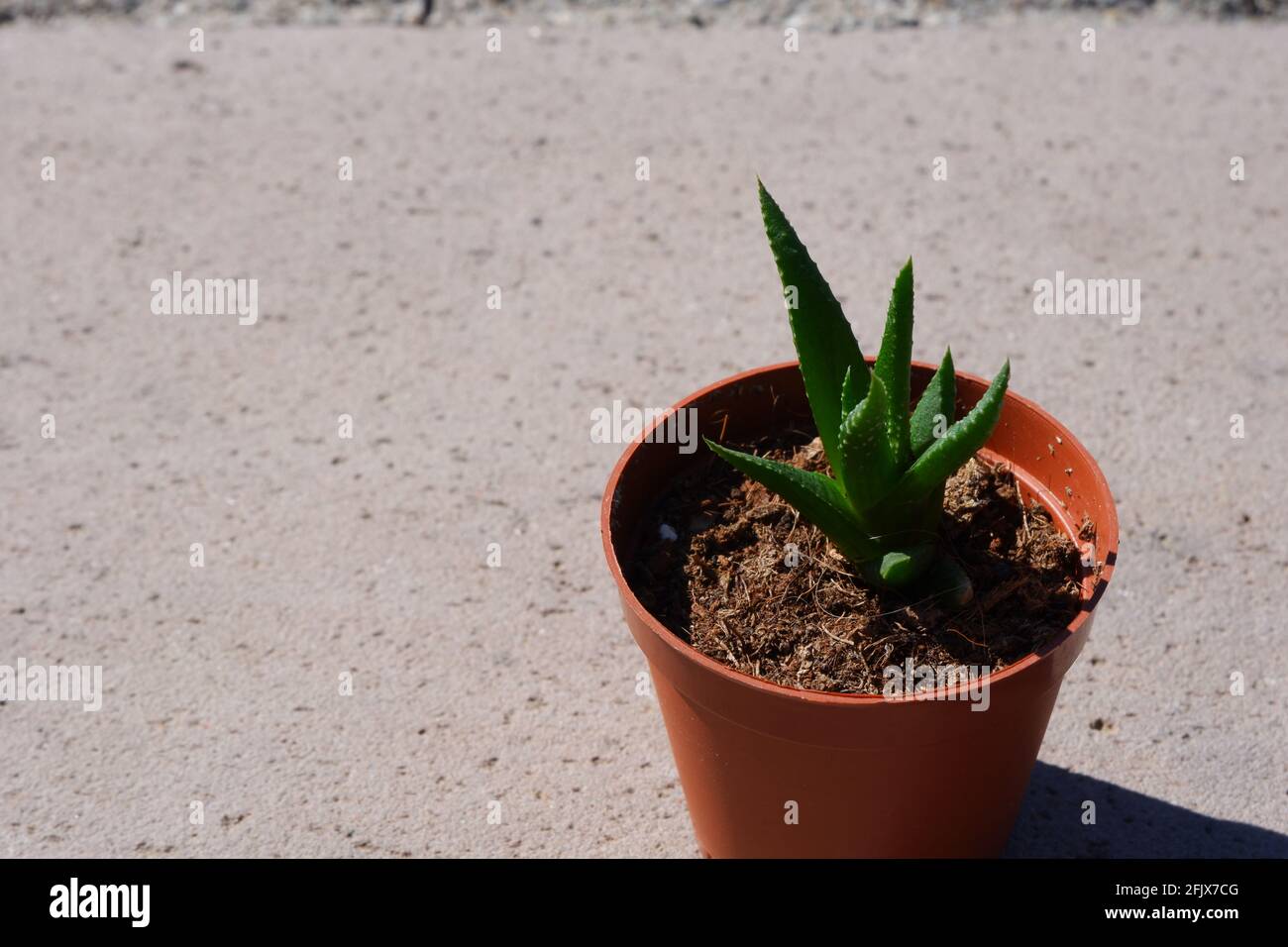 Haworthia fasciata on stone in pot outdoor with sunlight Stock Photo