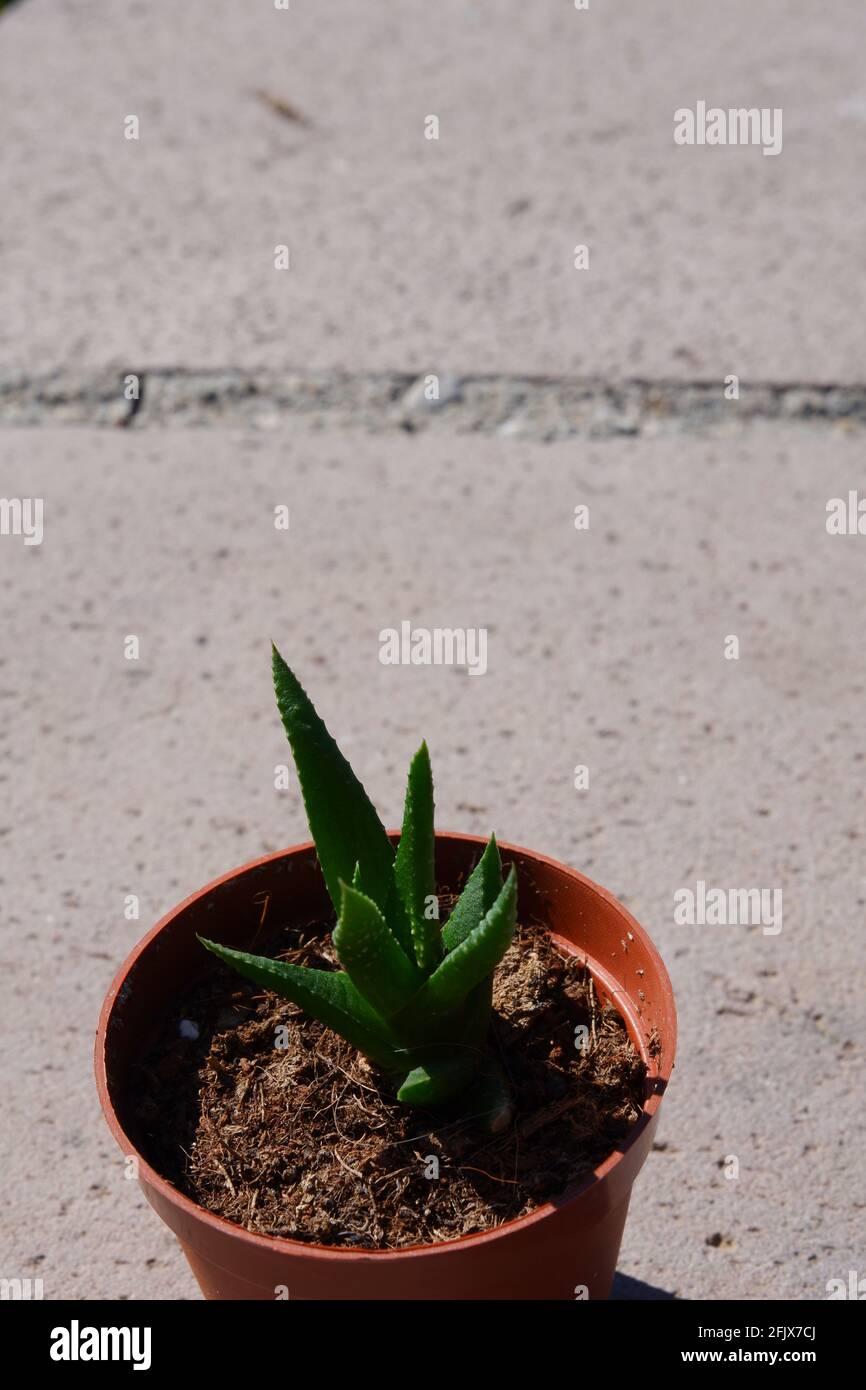 Haworthia fasciata on stone in pot outdoor with sunlight Stock Photo