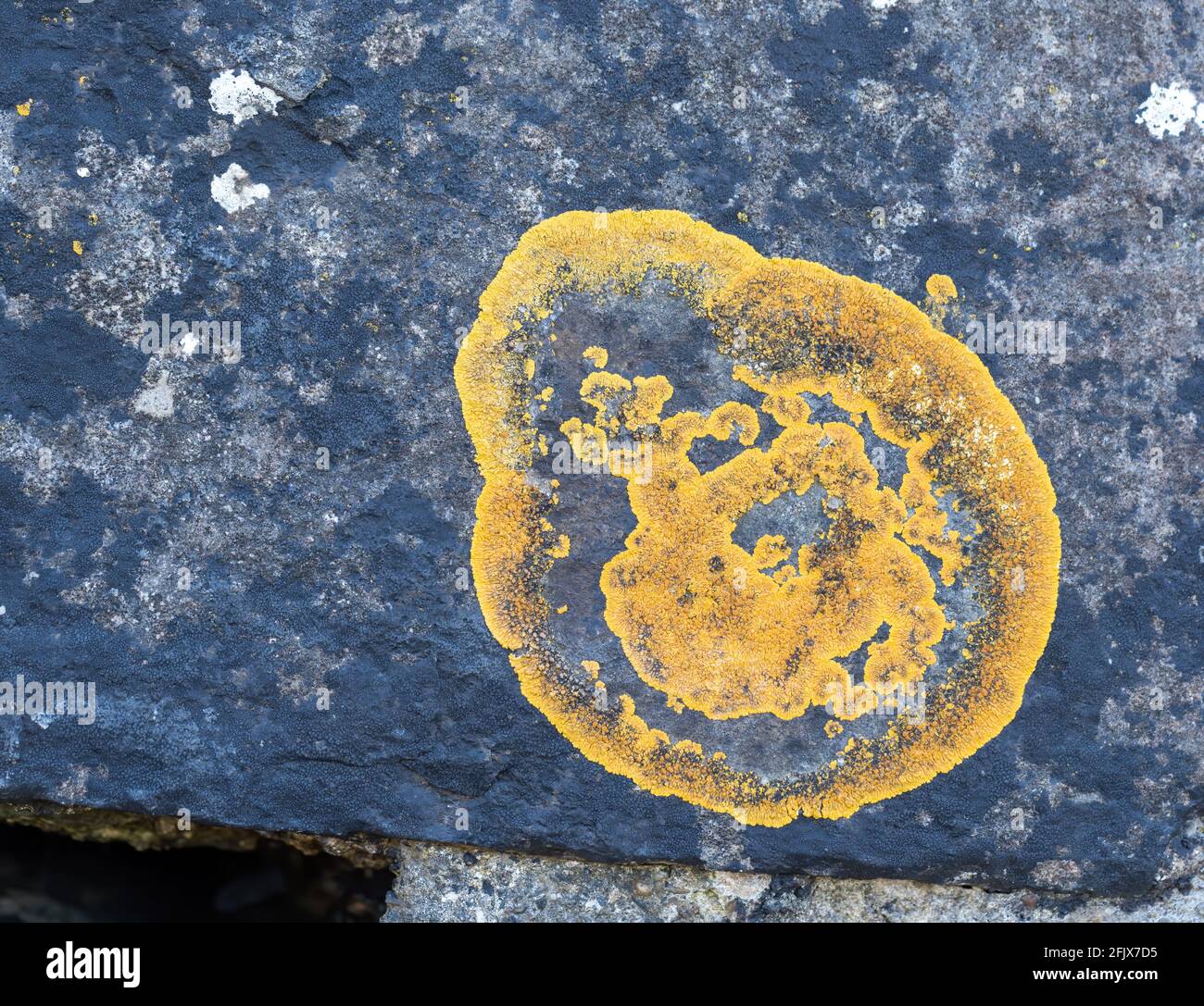 Caloplaca (Polycauliona) verruculifera yellow lichen growing on rock, North Devon, UK. Stock Photo