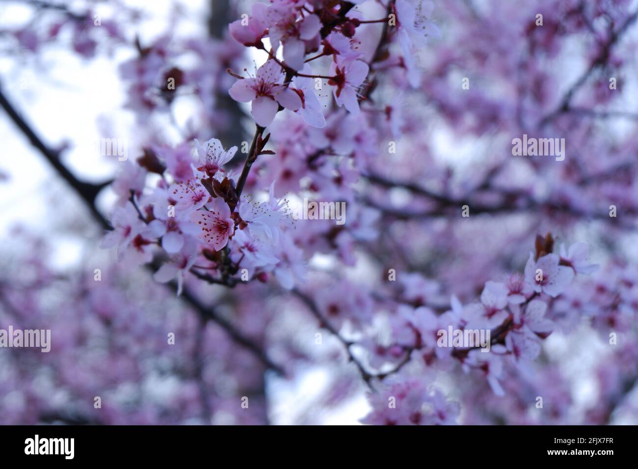 Blossoming Cherry Flowers on tree at spring Stock Photo