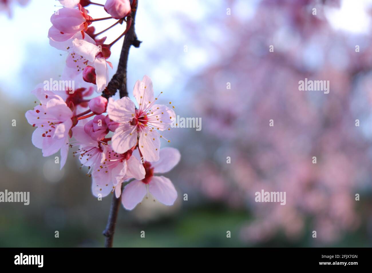 Blossoming Cherry Flowers on tree at spring Stock Photo