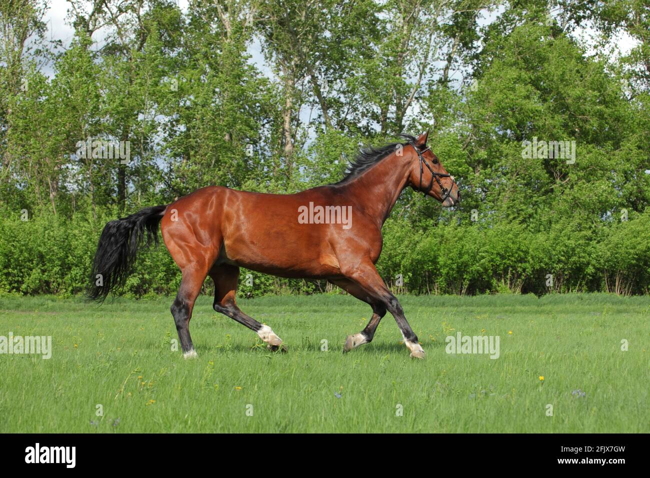 Race horse running in paddock on the green bushes background Stock Photo