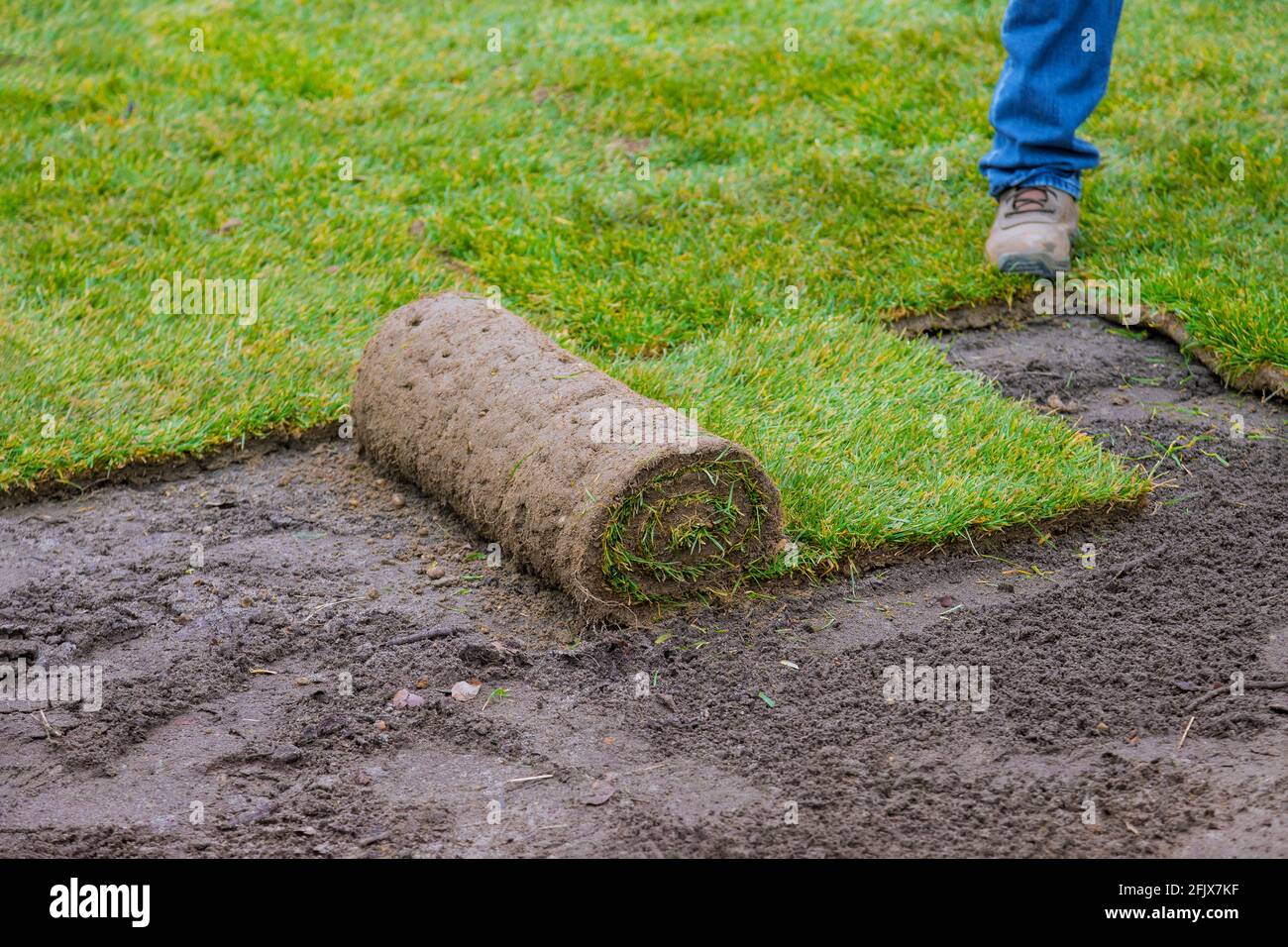 Applying turf unrolling green lawn grass new grass roll Stock Photo Alamy