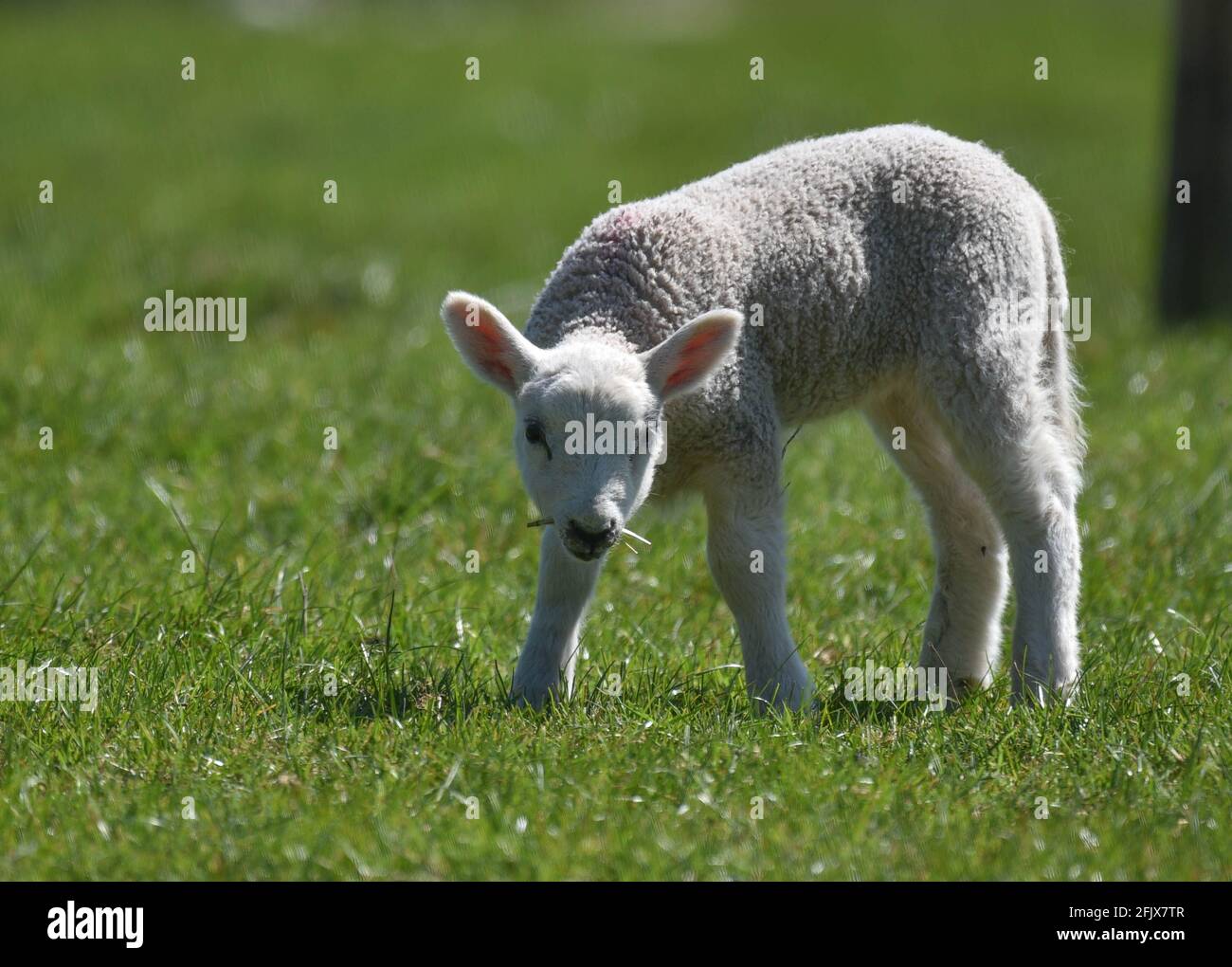 Single Spring lamb feeding on green grass looking up Stock Photo Alamy