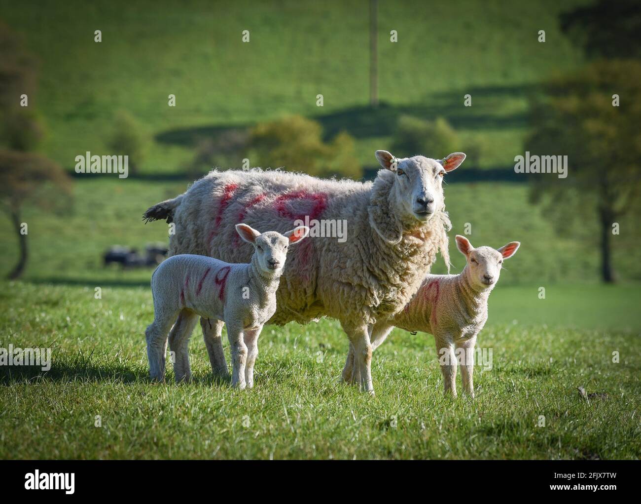 Sheep marked hires stock photography and images Alamy