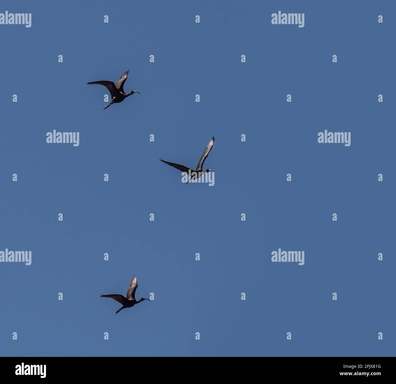 Silhouettes of Glossy Ibis in flight aka Plegadis falcinellus Stock Photo
